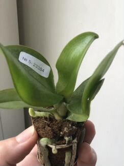 Орхидея Little Amaglad