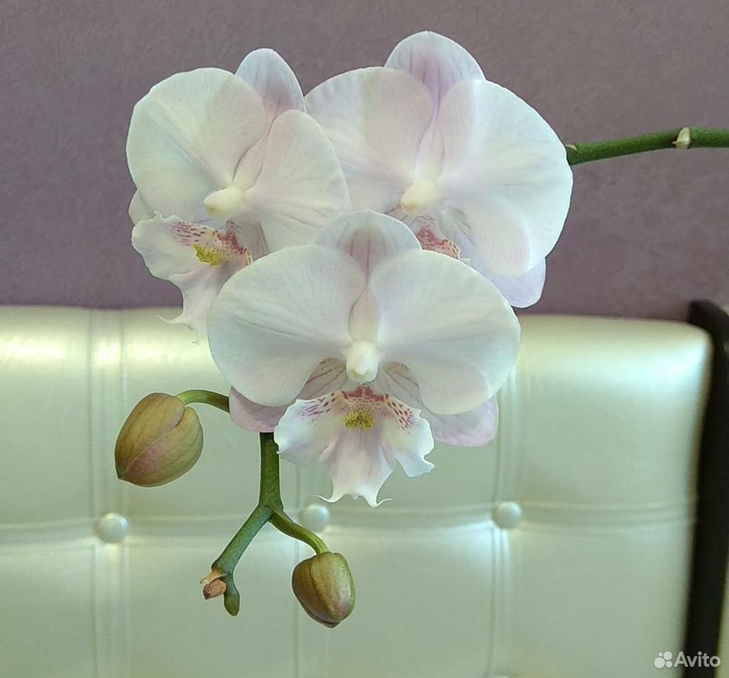 Орхидея биг-лип. 