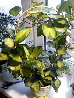 Хойя Австрализ Лиза