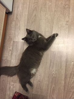 Котёнок