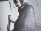 Канадский сфинкс кошка