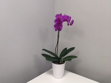 Орхидея фаленопсис