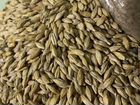 Пшеница, ячмень, зерносмесь кукуруза-пшеница