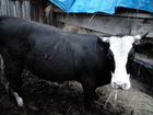 Домашние животные коровы и бычков объявление продам