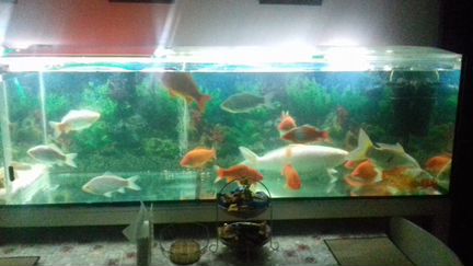 Аквариум 600 литров вместе с оборудование и рыбами