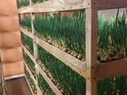 Бизнес по выращиванию зеленого лука