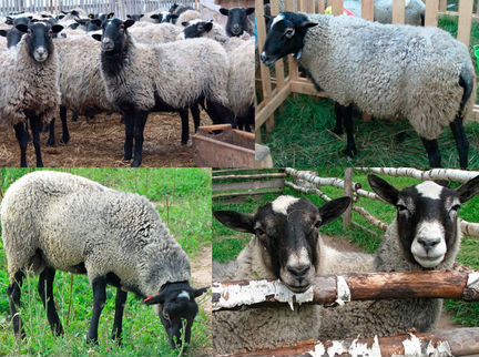 Овцы, Бараны, Ярки, Ягнята - фотография № 2