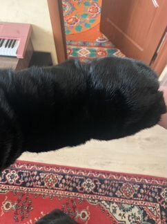 Шуба норковая