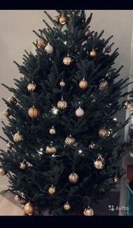 Елки и пихты живые