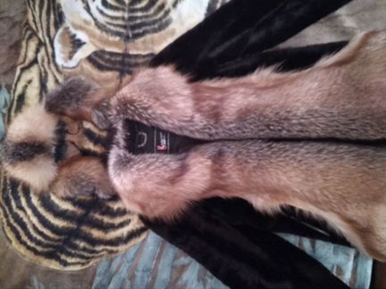 Шуба короткая (нубук, мех лисий), шапка (кожзамени