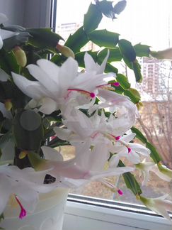 Шлюмбергера(декабрист, рождественник, зигокактус)