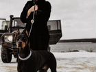 Фотосессия с доберманом (собакой) объявление продам
