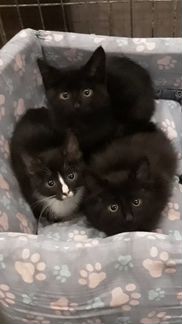 В добрые руки