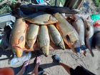 Рыбалка в Астрахани объявление продам