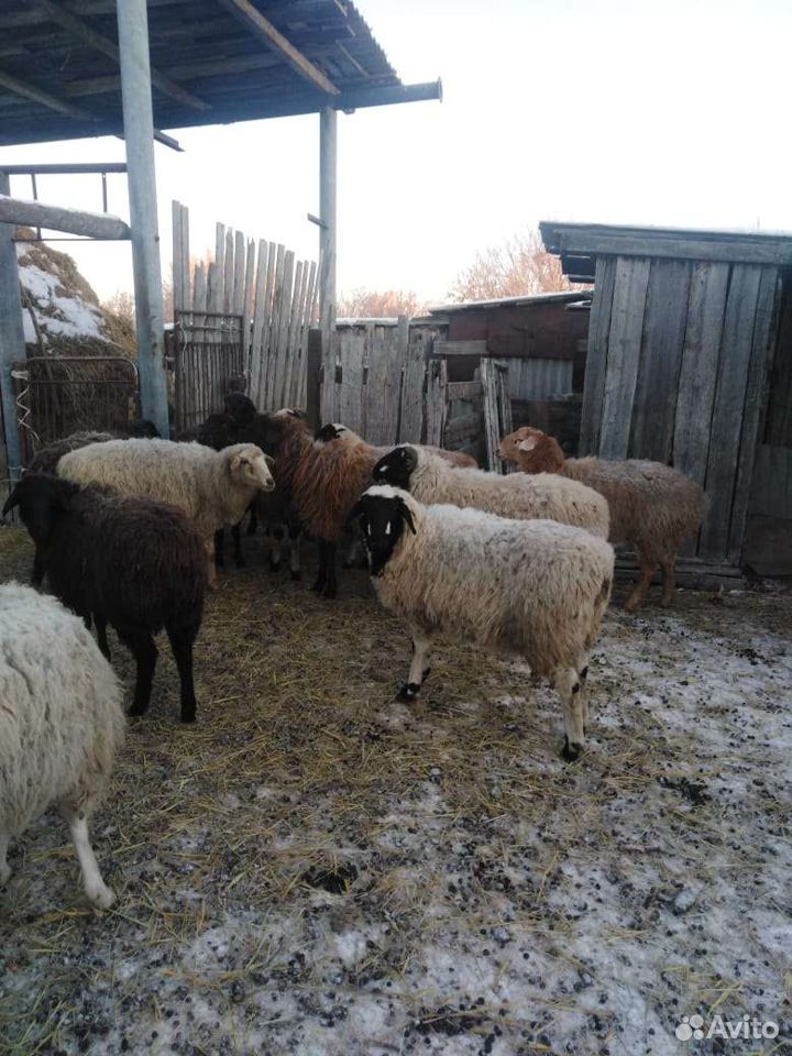 Молодые овцы ярки,до года,суягонные 89588346388 купить 1