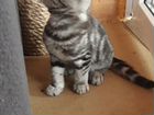 Шотландский котик объявление продам