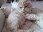 Роскошный кот перс