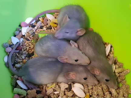 Крысы Дамбо. Крысята 1 мес. Проф. питомник