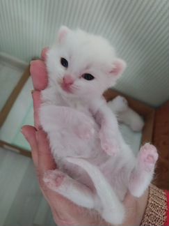 Кошка- компаньон