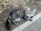 Сибирский кот найден