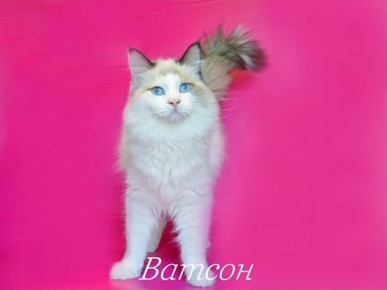 Невский маскарадный подрощенный котёнок Ватсон