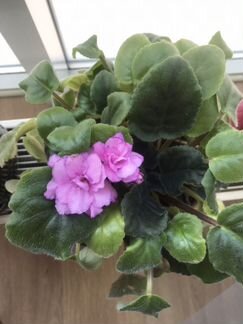 Фиалка, Герань коралловая