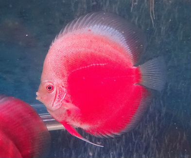 Rеd white discus, в размере: 11-12см