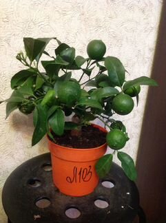 Лайм Рангпур красный с плодами вкусный, редкость