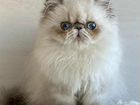 Гималайский персидский котенок